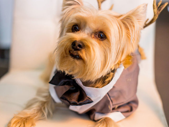puppy, tuxedo, dog, antlers, wedding celebrations, la event planner
